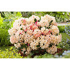 Piardino Rhododendron Percy Wiseman Rosa Cremevitt 25-30Cm Krukodlad