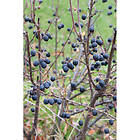Piardino Häck Häckoxbär 20-40Cm 10-Pack Krukodlad