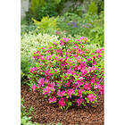 Piardino Rhododendron Japansk Azalea Rödrosa 20-25Cm 5-Pack