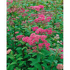 Piardino Häck Rosenspirea 10-20Cm 10-Pack Krukodlad