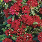 Piardino Rhododendron Park Rödrosa 40-50Cm Krukodlad 3-Pack