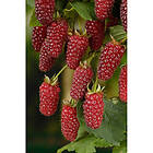 Piardino Bärbuske Björnbärshallon 30-50Cm 5-Pack Krukodlad