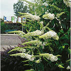 Piardino Buske Syrenbuddleja/Fjärilsbuske Vit Krukodlad