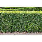 Piardino Häck Buxbom 15-20Cm 100-Pack Krukodlad