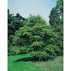 Piardino Buske Katsura 60-80 Cm 5-Pack Grön