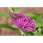 Piardino Buske Syrenbuddleja Fjärilsbuske 5-Pack