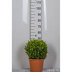 Piardino Buske Småbladig Buxbom Ø35-40Cm