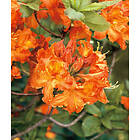 Piardino Azalea Knaphill Gibraltar Rödorange 30-40Cm Krukodlad 3-Pack