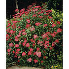 Piardino Buske Rosenspirea Karminröd 60-80 Cm Krukodlad
