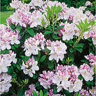 Piardino Rhododendron Park Vit 30-40 Cm Krukodlad 5-Pack
