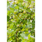 Piardino Bärbuske Gula Krusbär 30-50Cm Krukodlad 10-Pack
