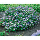 Piardino Buske Purpurhortensia Krukodlad 5-Pack