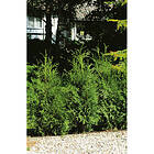 Piardino Häck Thuja Brabant 20-40Cm 10-Pack Krukodlad