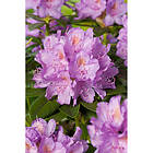 Piardino Rhododendron Park Lila 30-40Cm 5-Pack
