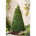 Piardino Buske Buxbom Pyramidform 50-60 Cm 3-Pack Mörkgrön