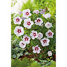 Piardino Buske Hibiskus Friland Vit Röd