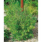 Piardino Buske Bergbambu 40 Cm Krukodlad 10-Pack