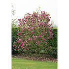 Piardino Buske Rosenmagnolia Rosaröd 30-50Cm Krukodlad 3-Pack
