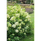 Piardino Buske Vipphortensia Grön Krukodlad 5-Pack