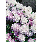Piardino Rhododendron Silberwolke Vitrosa 25-30Cm Krukodlad 3-Pack