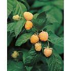Piardino Bärbuske Gult Hösthallon 30-50Cm Krukodlad 3-Pack