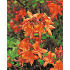 Piardino Azalea Knaphill Golden Eagle Orange/Gul 30-40Cm Krukodlad