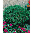 Piardino Barrväxt Dvärgthuja Mörkgrön 25-30Cm