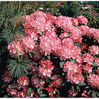 Piardino Rhododendron Morgonrot Rödrosa 25-30Cm Krukodlad 3-Pack