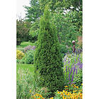 Piardino Barrväxt Ädelthuja Grön 80-100Cm 5-Pack