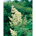 Piardino Buske Rönnspirea Vit 10-Pack