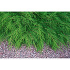 Piardino Barrväxt Kryptuja 30-35Cm