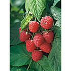 Piardino Bärbuske Mörkrött Hösthallon 30-50Cm Krukodlad 3-Pack