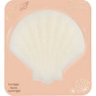 Sponge Cute As Shell Konjac Face 01 All About Shell-Care!
