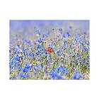 Fototapet Sky-Colored Meadow Cornflowers 200x154cm TM-LFTNT1285