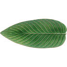 Costa Nova Riviera Strelizia Leaf Lautanen 40x17cm