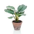 vidaXL Emerald Konstväxt Calathea Orbifolia Terra i kruka 32 cm 444641