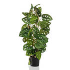 vidaXL Emerald Konstväxt Monstera Monkey 75 cm i kruka 444647