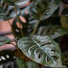 vidaXL Emerald Konstväxt monstera Monkey Bush i kruka 43 cm 444642