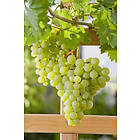 Omnia Garden Grön druva 'Dr. Schmidtmann', 20-50 cm 5-pack