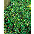 Omnia Garden Krypoxbär småbladigt 'Eichholz' CO, 20-30 cm 1-pack