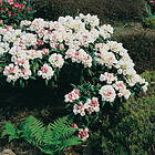 Omnia Garden Rhododendron hybrid 'Koichiro Wada' 5-pack