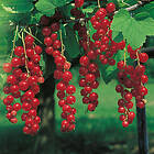 Omnia Garden Röda vinbär 'Jonkheer van Teets' stam, 80-100 cm 5-pack