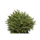 Omnia Garden Serbisk dvärggran 'Karel', 5-pack