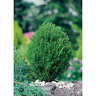Omnia Garden Tuja 'Teddy', 10-pack