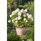 Omnia Garden Vipphortensia 'Limelight' CO 5-pack