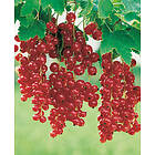 Omnia Garden Röda vinbär 'Holländska' stam, 40-60 cm 10-pack
