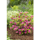 Omnia Garden Japansk azalea 'Kermesina' 5-pack