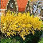 Omnia Garden Forsythia 'Lynwood Gold' CO 5-pack