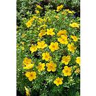 Omnia Garden Ölandstok Gul 'Goldfinger' CO D9-11 cm, 10-pack