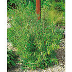 Omnia Garden Bergbambu 'Simba' 2 liter CO, 40-50 cm 5-pack